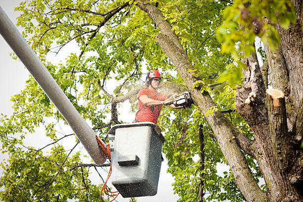 The Steps Involved in Our Tree Care Process in Beggs, OK